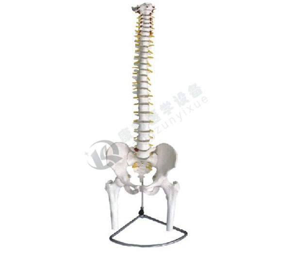 脊椎带骨盆附半腿骨模型（不可弯曲）