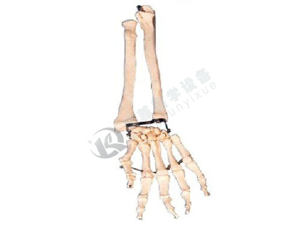 手臂骨带尺骨及桡骨模型