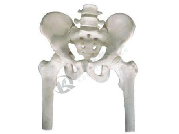 骨盆带两节腰椎附半腿骨模型
