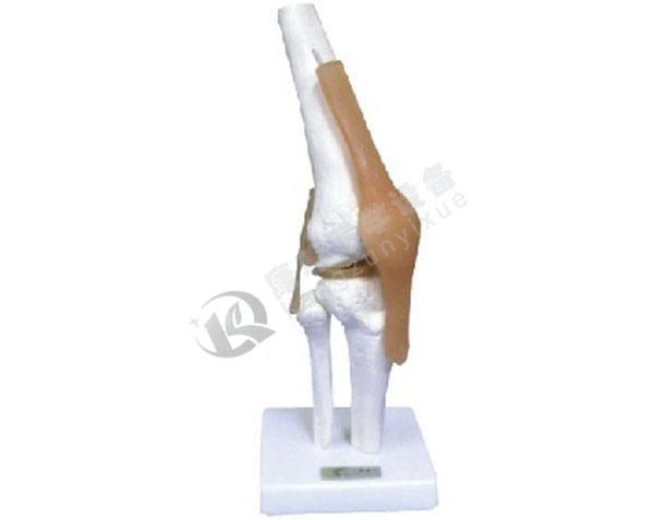 膝关节功能模型（附韧带）
