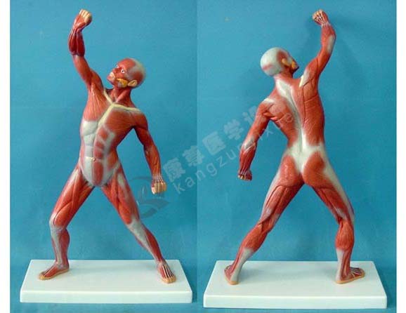 人体浅层运动肌肉人模型（50cm)