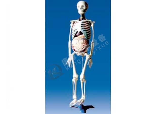 人体骨骼与内脏关系模型