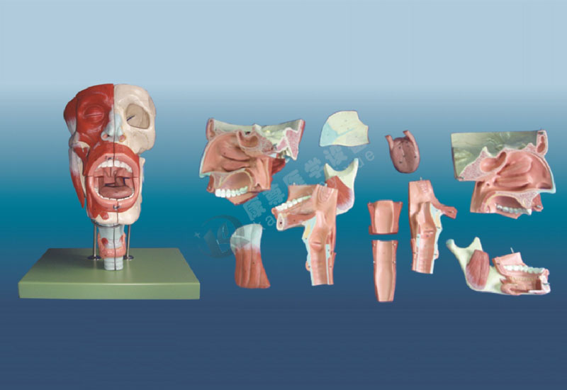 鼻、口、咽、喉腔模型
