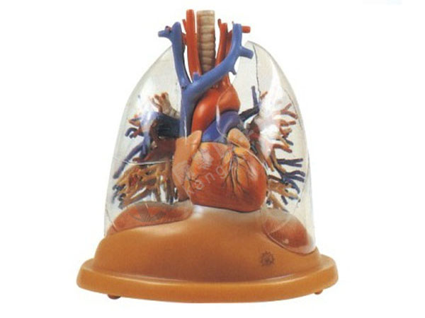 心脏与透明肺、气管、支气管树模型