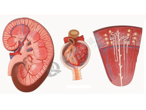 肾与肾单位、肾小球放大模型