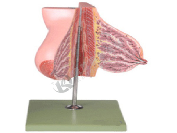 哺乳期女性乳房解剖模型