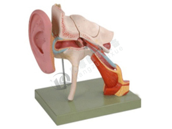 耳结构放大模型