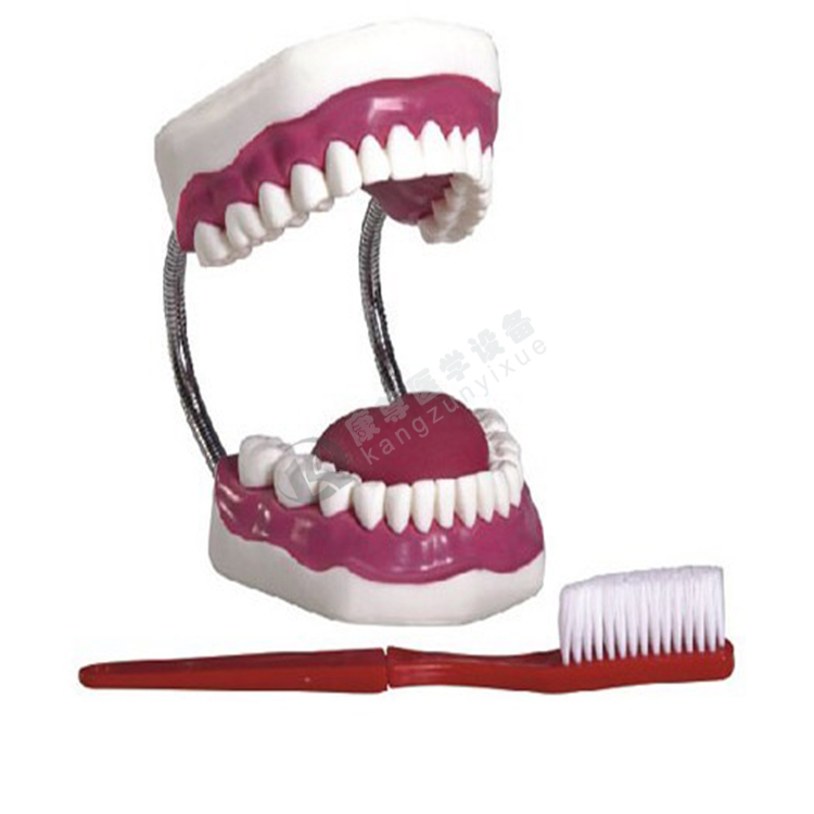 牙护理保健模型（28颗牙，放大5倍）牙齿模型