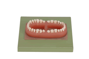 成人牙模型总汇（32颗牙）