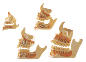 牙与颌骨的发育模型